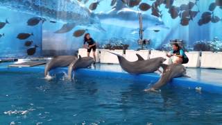 Dolphin show @ barcelona zoo (part 1 of ...