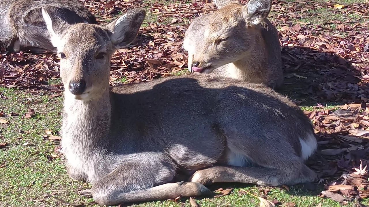Deer of Nara Park #176 奈良公園の鹿さん - YouTube