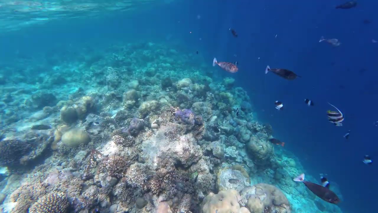 Más Snorkel 4 - Maldivas - 16/1/26 - Oblu Select Sangeli