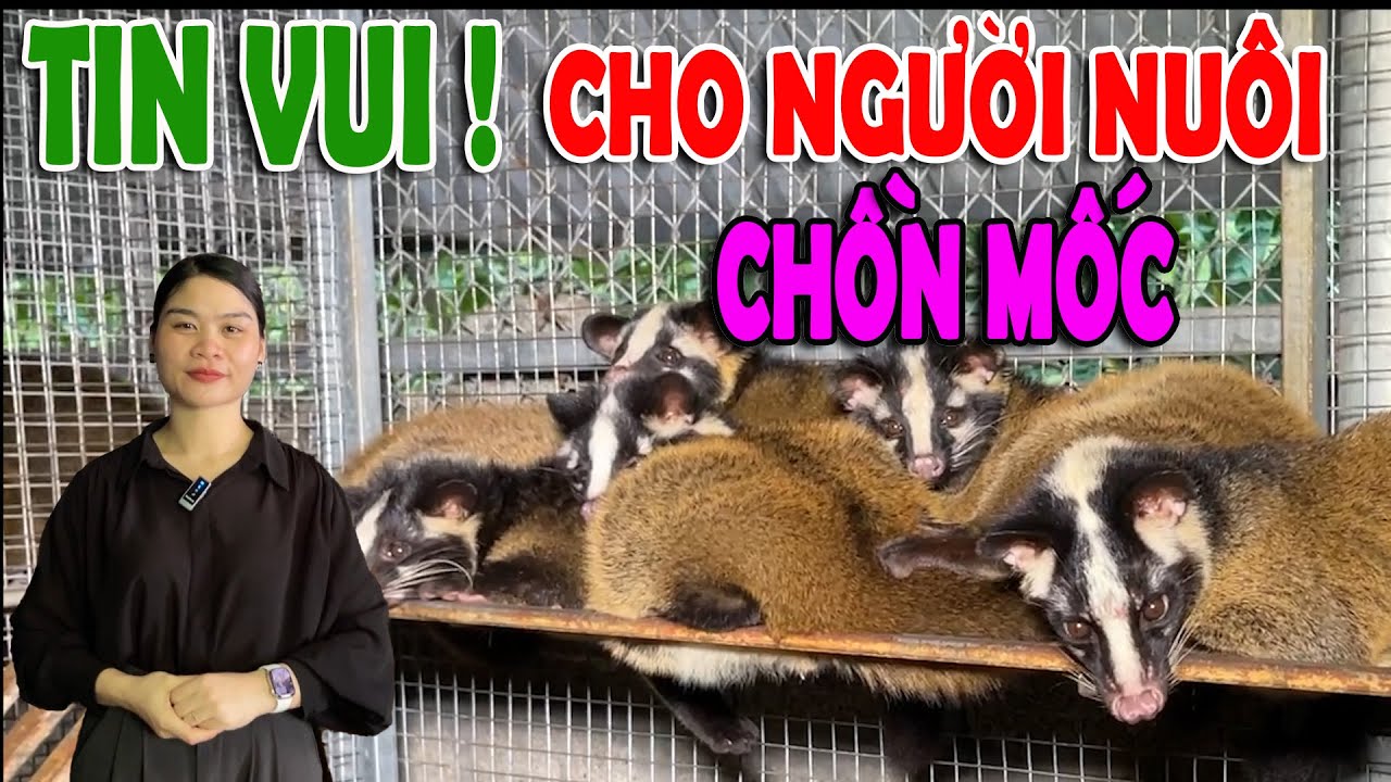 TIN VUI CHO NGƯỜI NUÔI CHỒN MỐC ! | CHANNUOI.NET