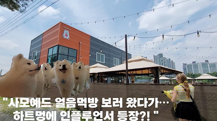 [하트멍] 사모예드 얼음 먹방! 여름엔 역시 시원한 간식이지🐶