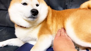 ふんばる柴犬の腹筋を触ってみたけどポヨポヨしていた