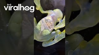 Watching A Glass Frog's Organs Through Transparent Skin || ViralHog