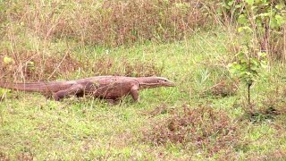 BERBURU BIAWAK DI SUNGAI