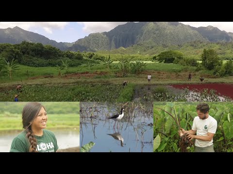 VOS6-1 Mea Atoatoa - Hidden Benefits of Farming Kalo - Samoan Ulutala