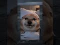 Cho ngủ chung với 🥺 #shorts #memes #whatthedogdoing