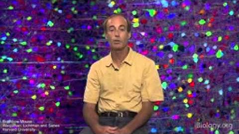 iBiology Microscopy  Course Overview Ron Vale