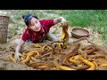 Harvesting eels to sell  gardening  ella daily life