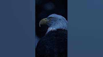 هذا خلق الله - ياسر الدوسري - سورة لقمان 🤍. #اكسبلور #قرآن #قران_كريم #ياسر_الدوسري #سورة_لقمان