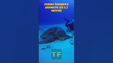 Морские черепахи имеют невероятно огромные размеры