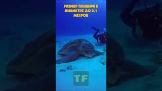 Морские Черепахи Имеют Невероятно Огромные Размеры