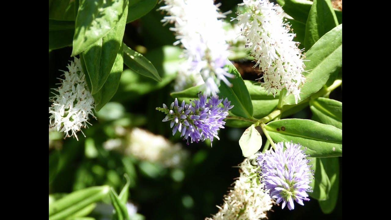 The Parks of Pinner | Short Film