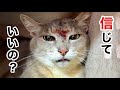 【保護猫】恐怖で ご飯も食べず固まっていた猫が…心を開くまで