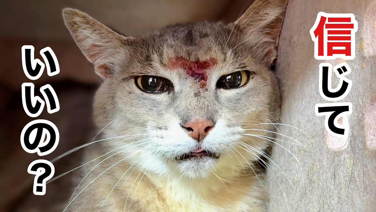 【保護猫】恐怖で ご飯も食べず固まっていた猫が…心を開くまで