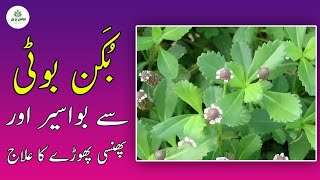 bawaseer ka desi ilaj | phinse phory ka gharelu ilaj  | bakun ke fayde | lippia nodiflora بکن بوٹی