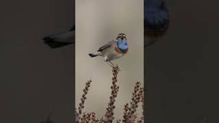 Bluethroat Song #shorts