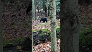 Black bear came within 10 yards of us! #hunting #bear #bowhunting #archery #hunt #gamelands #public