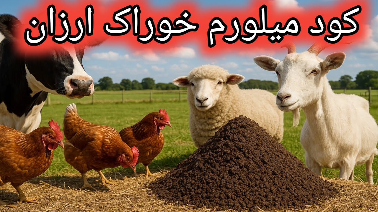 کود میلورم بعنوان خوراک دام و طیور , خوراک ارزان دام و طیور , تغذیه ارزان دام و طیور