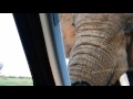 Elephant Meets Landy in Dinokeng - Tamboti Bush Lodge - Dinokeng Reserve