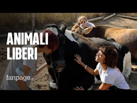 Video: Rifugio offre rifugio agli animali della fattoria salvati