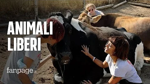 Che lavoro fare se mi piacciono gli animali?