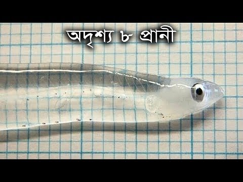 ভিডিও: নিচের কোনটি সকল জীবের বৈশিষ্ট্য?