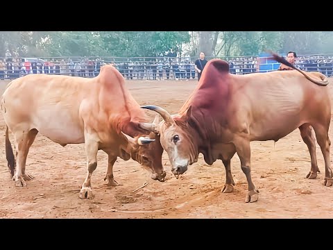 Nyuj daiv nyaum Vs nyuj hooj maim sib ntsib nraus nyob rau tshav ຈອມທອງ 19/3/2023