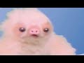 可愛いまま、生きていけると思ったか