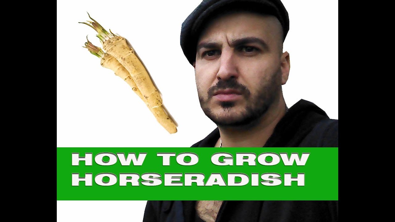 picture How To Grow Horseradish Youtube youtube