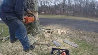 This is how I cut down a tree with the aid of a bottle jack with a cool slow motion shot at the end