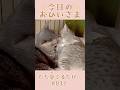 我が家のおひいさまイヴ#032。成長のひとコマ…。ただ愛でるだけ#shorts