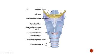 Respiratory system