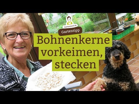 Video: Weiße Bohnen: Nutzen Und Schaden Von Weißen Bohnen