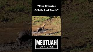 Can this giraffe escape death? #animals #shorts #giraffe