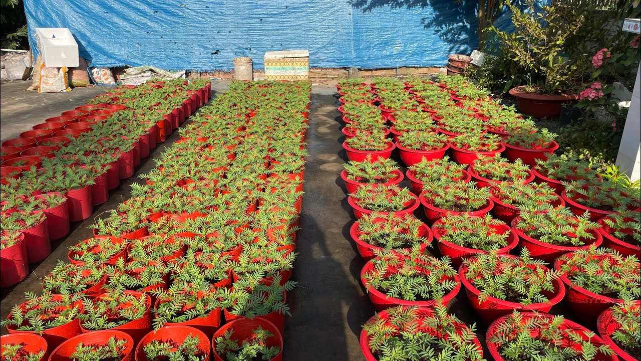 Tưới xả nước lại sau khi tưới phân hoặc xịt thuốc cho hoa vạn thọ Tết 2026