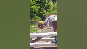 Bear Investigates Man in a Tent || ViralHog