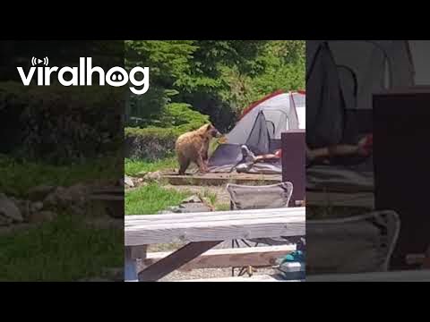 Wideo: Czy niedźwiedzie atakują namioty?