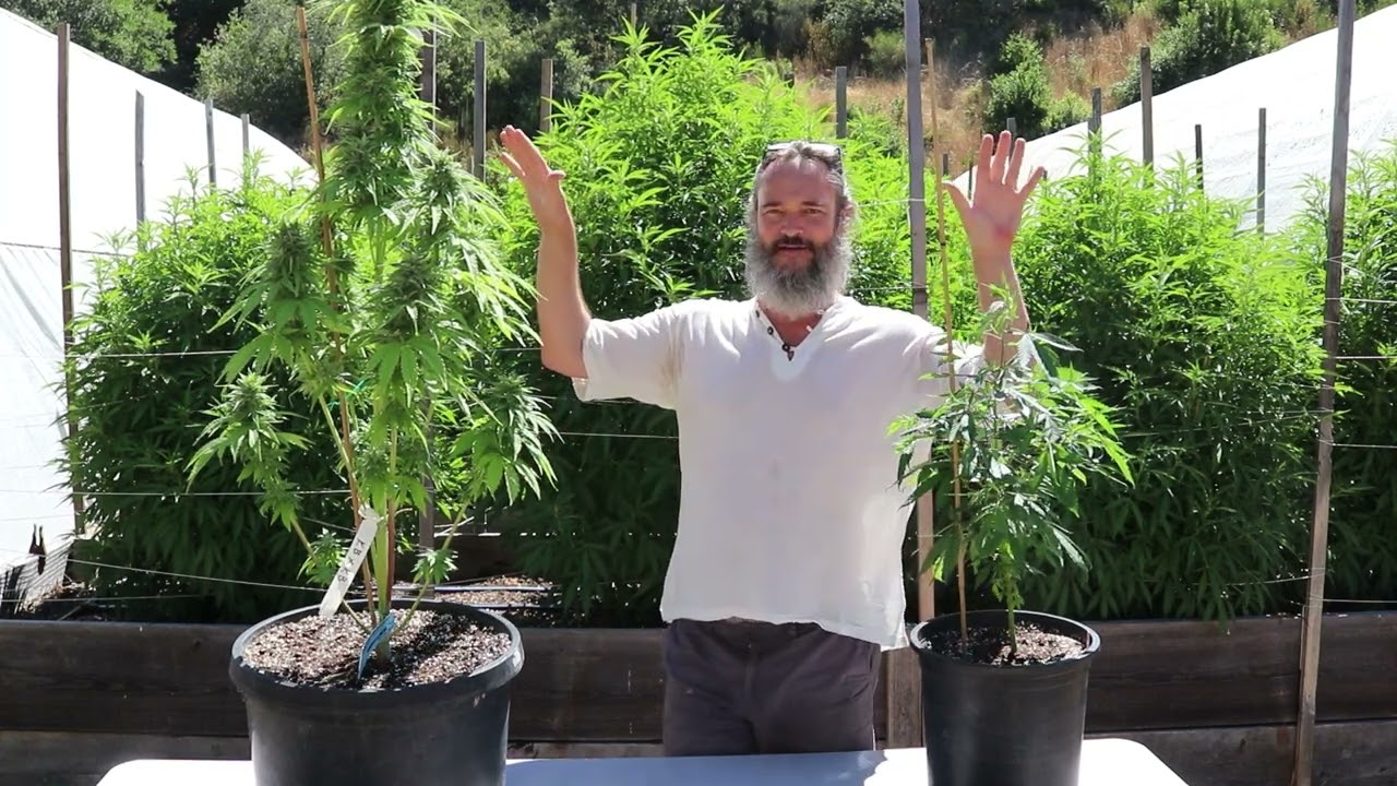 '18 Hour Flower'- 'Semi-Auto Trait' found in Middle East & North African landrace cannabis varieties