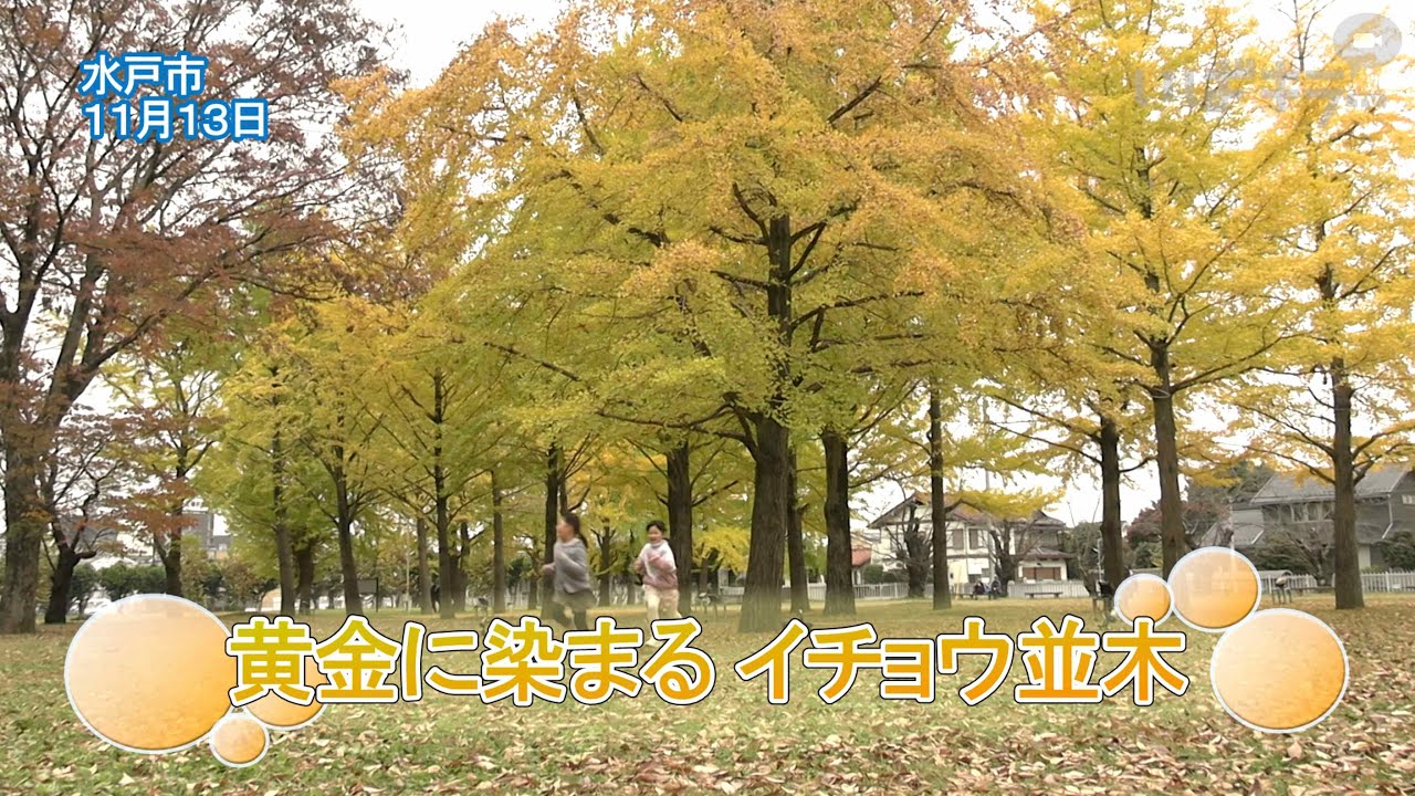 がいろじゅ いちようの きの いちねん 黄金に染まる イチョウ並木【いばキラニュース】R7.11.14 - YouTube