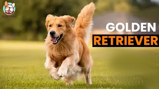Fascinating Golden Retriever Facts You Need to Know