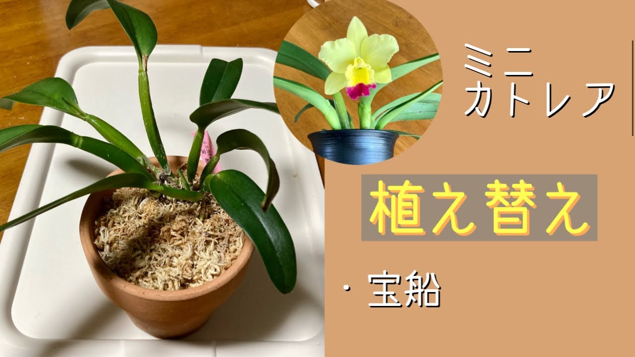 ミニ カトレア 新芽