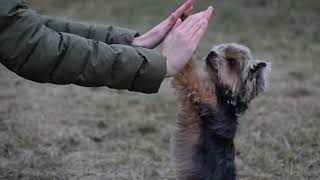 Yorkshire Terrier Paul  8 years | Dog tricks