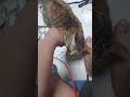 오징어 너무 좋아하는 고양이 먹방