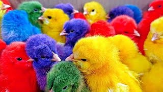 Catch Cute Chickens, Colorful Chickens, Rainbow Chicken, Rabbits, Cute Cats, Ducks, Animals Cute289