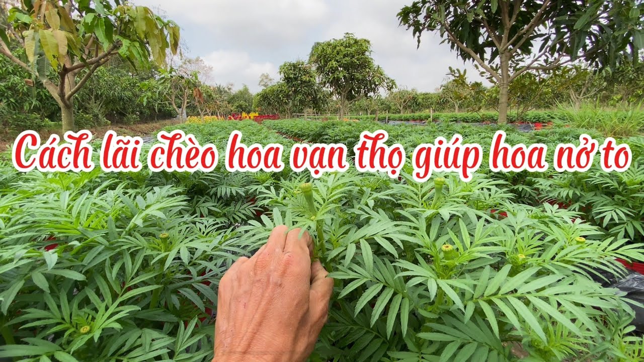 Cách lãi chèo hoa vạn thọ giúp hoa nở to