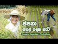 කොහොමද ජපානේ වී වගා කරන්නේ? THIS IS HOW RICE GROWS IN JAPAN