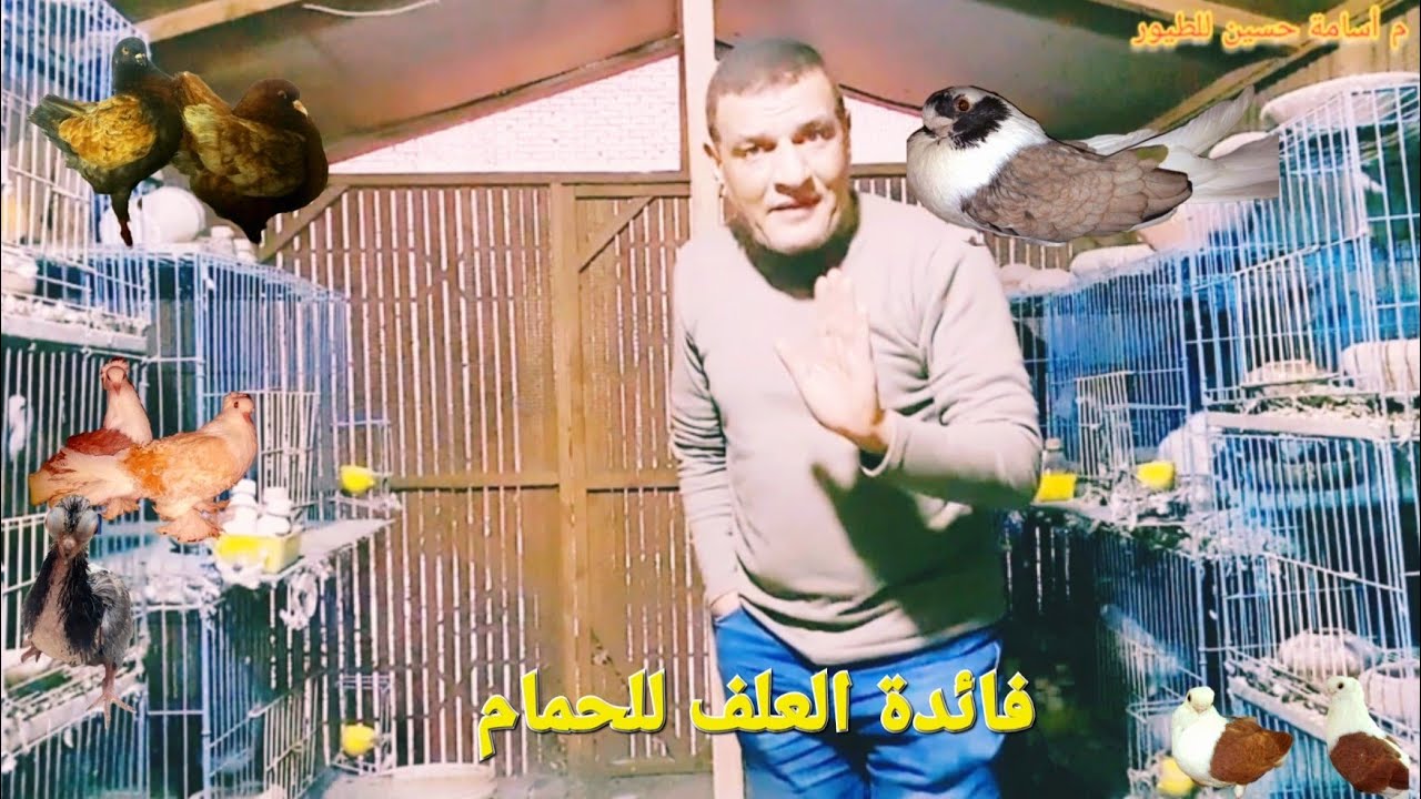 فائدة العلف للحمام #طيور #حمام #pigeon