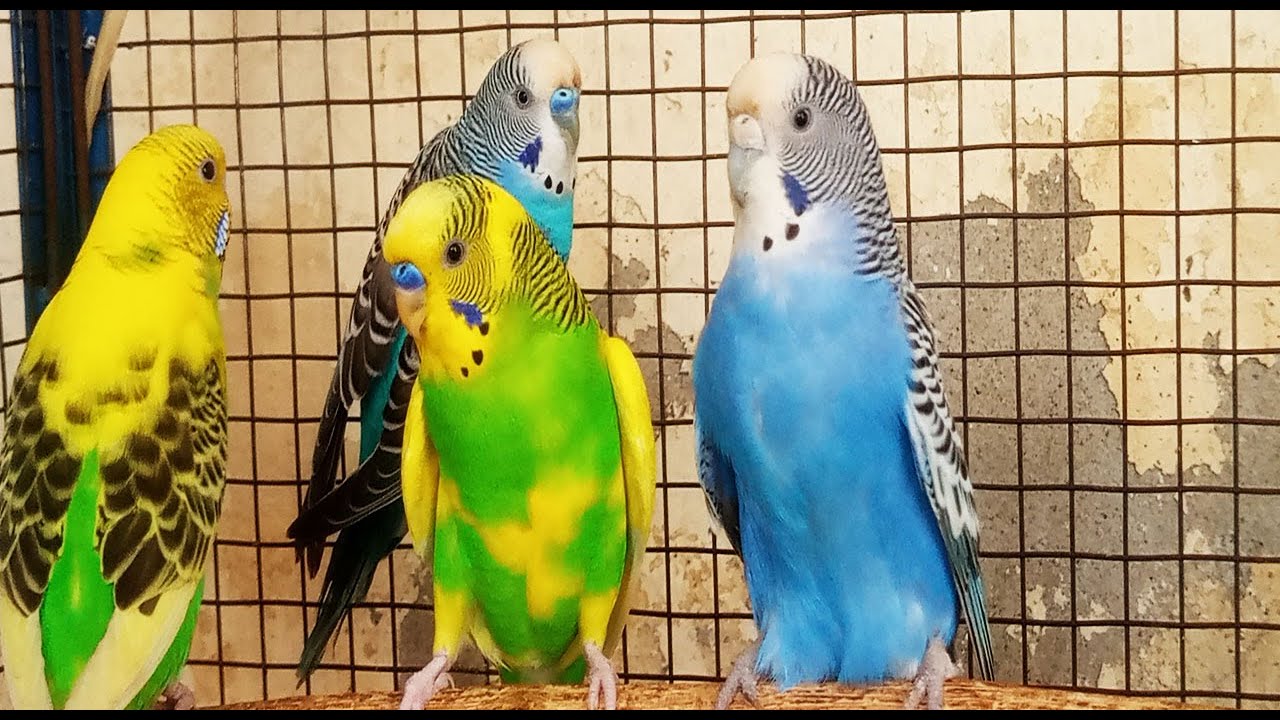 10 hours of budgie sounds to encourage your parrot to eat and sing ...
