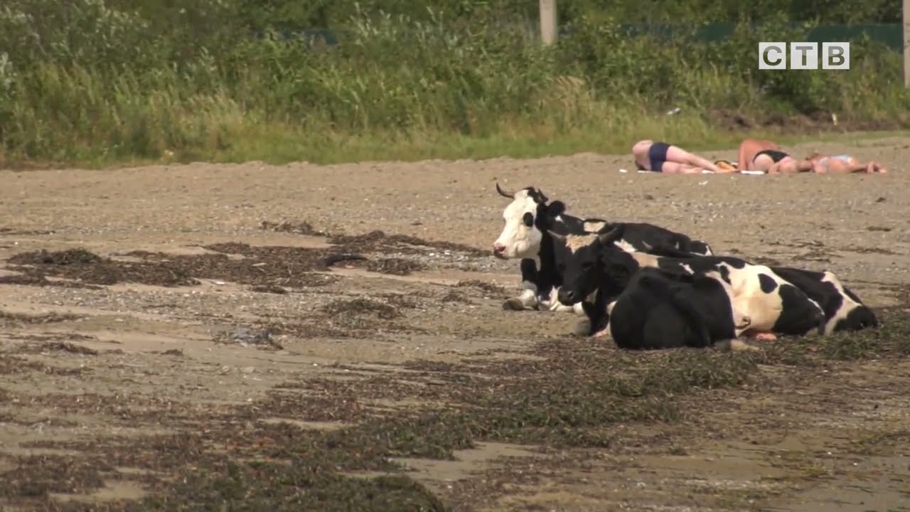 Помогите, с нашего пляжа вывозят песок! - YouTube