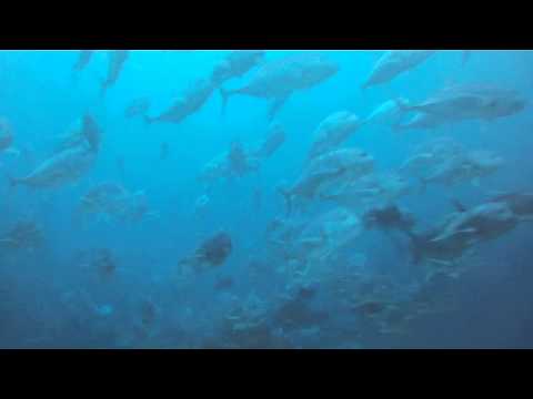 Dive Cruise Maldives Video | Jack Fish